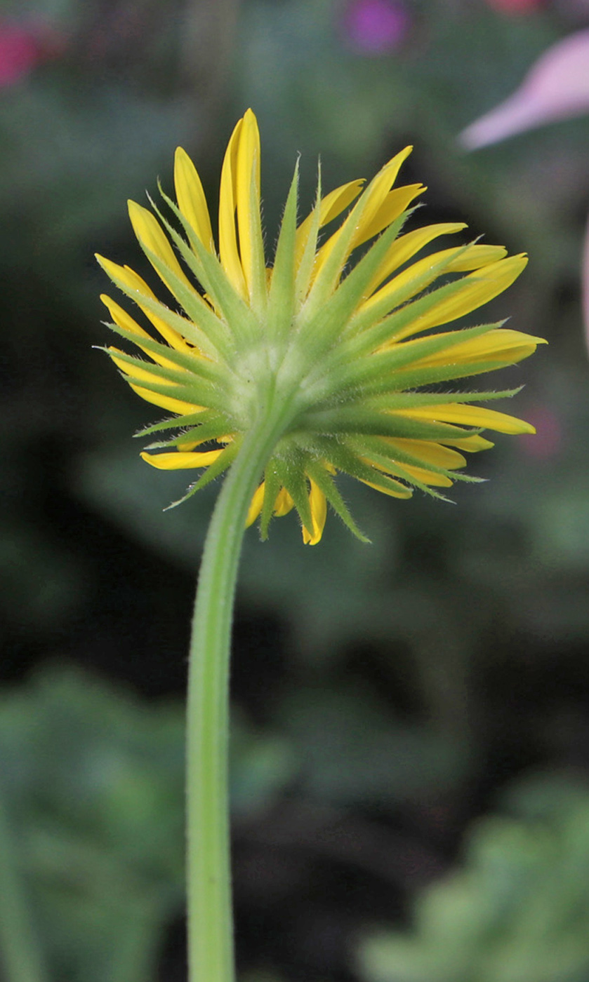 Image of Doronicum orientale specimen.