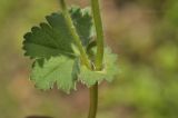 род Alchemilla. Часть побега. Приморский край, Шкотовский р-н, окр. пос. Подъяпольск, широколиственный лес, обочина тропинки. 29.05.2022.