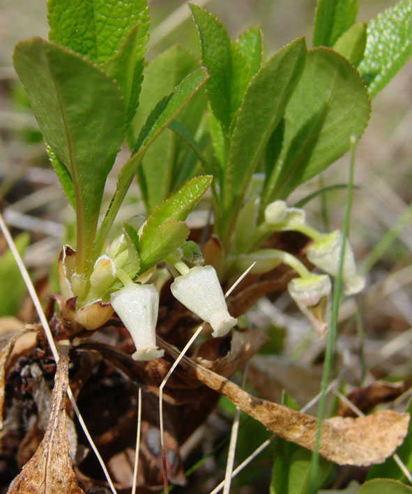 Изображение особи Arctous erythrocarpa.