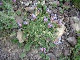 Oxytropis assiensis