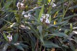 Hedychium coronarium. Отцветающие побеги. Мадагаскар, провинция Анциранана, регион Диана, о-в Нуси Бе. 05.05.2018.