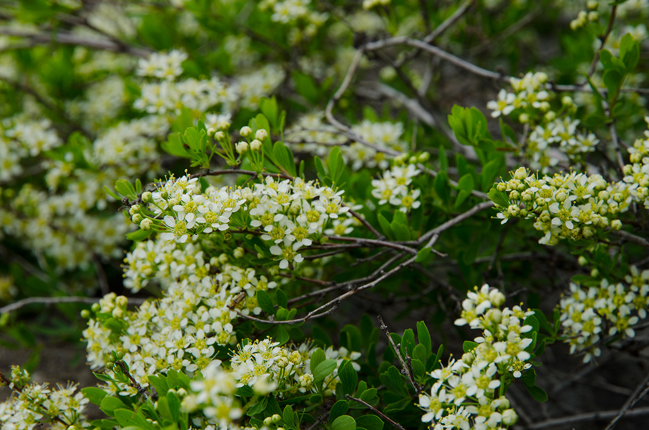 Image of genus Spiraea specimen.