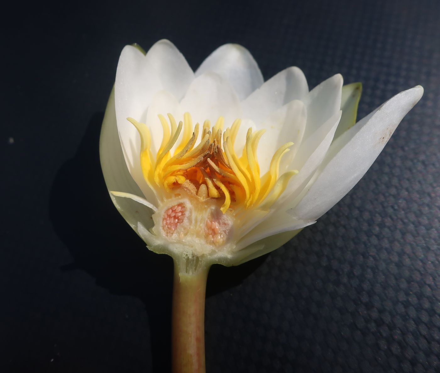 Изображение особи Nymphaea candida.