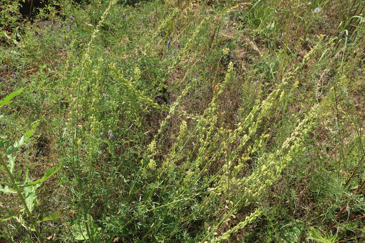 Image of Reseda lutea specimen.