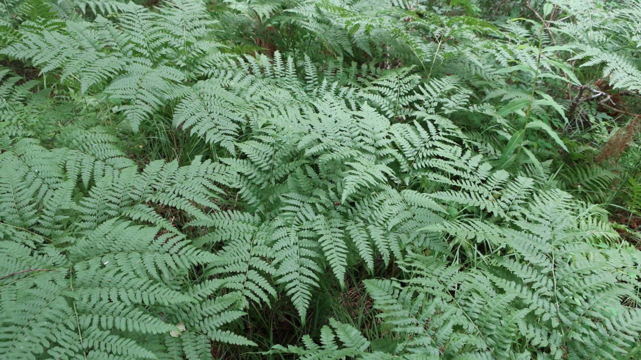 Изображение особи Pteridium japonicum.