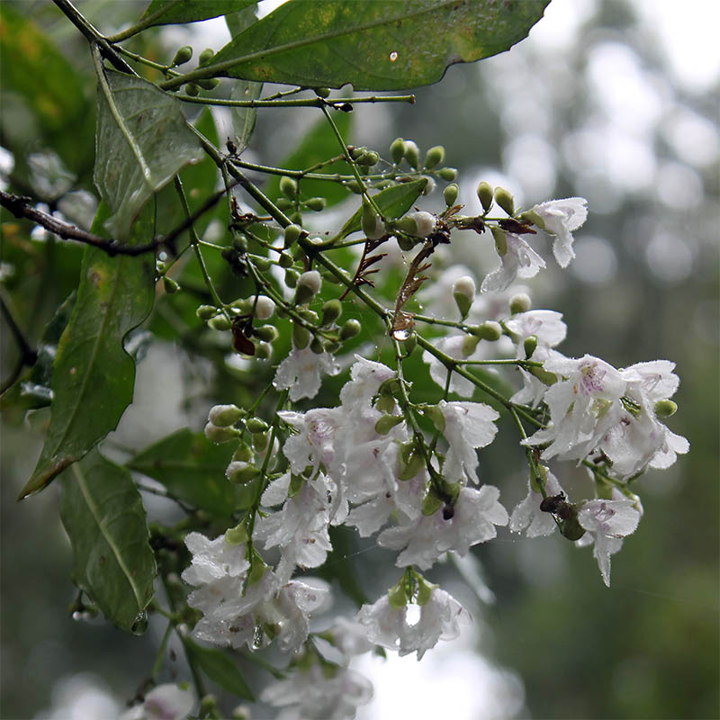 Изображение особи семейство Bignoniaceae.