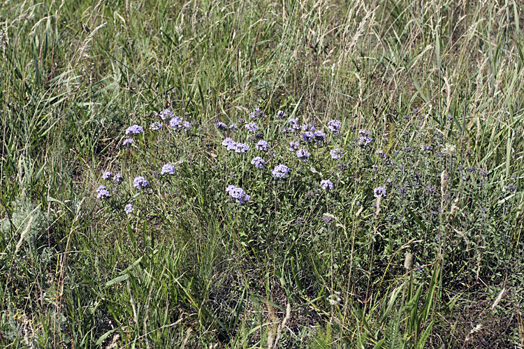 Image of Ziziphora clinopodioides specimen.