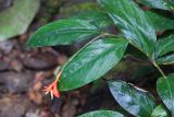 familia Marantaceae