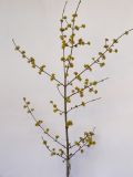 Cornus mas