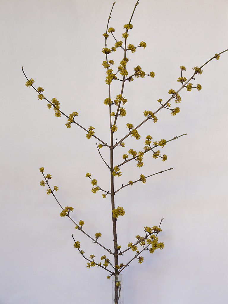 Image of Cornus mas specimen.