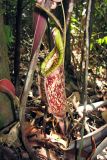 Nepenthes rafflesiana