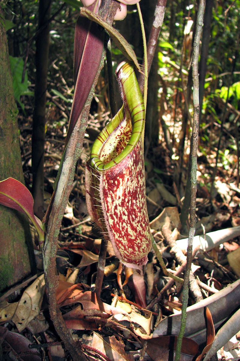 Изображение особи Nepenthes rafflesiana.