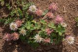 Trifolium ambiguum