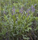 Polygala comosa