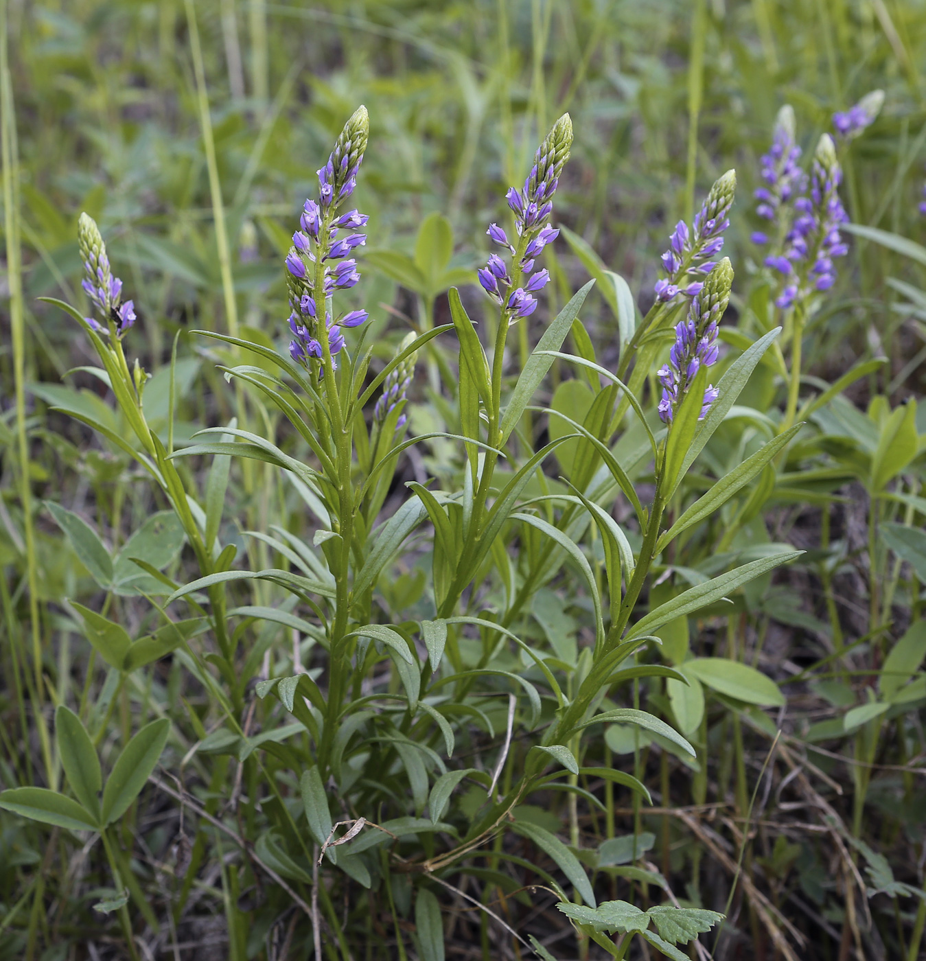 Image of Polygala comosa specimen.