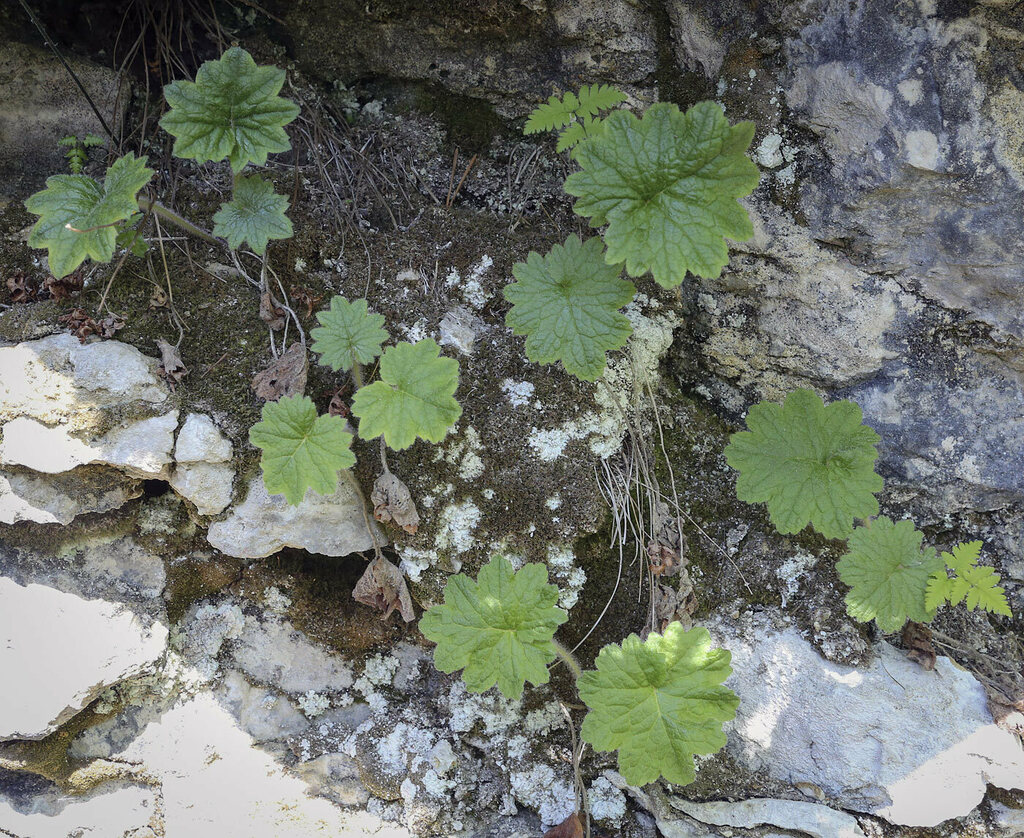 Image of Cortusa matthioli specimen.