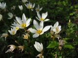 Zephyranthes candida. Цветки. Республика Абхазия, Новый Афон, клумба в городском парке. 23.09.2022.