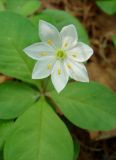 Trientalis europaea. Цветок. Якутия, Мирнинский р-н, окр. пос. Светлый, прибрежная полоса р. Вилюй. 21.06.2009.