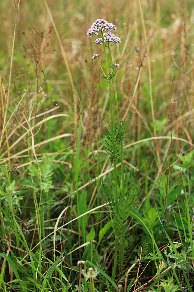 Изображение особи Valeriana alternifolia.