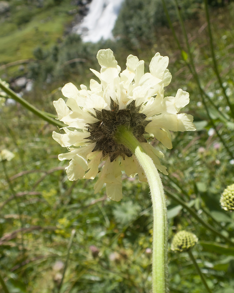 Image of Cephalaria gigantea specimen.