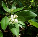 Viburnum tinus