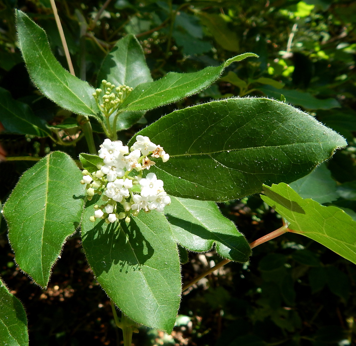 Изображение особи Viburnum tinus.