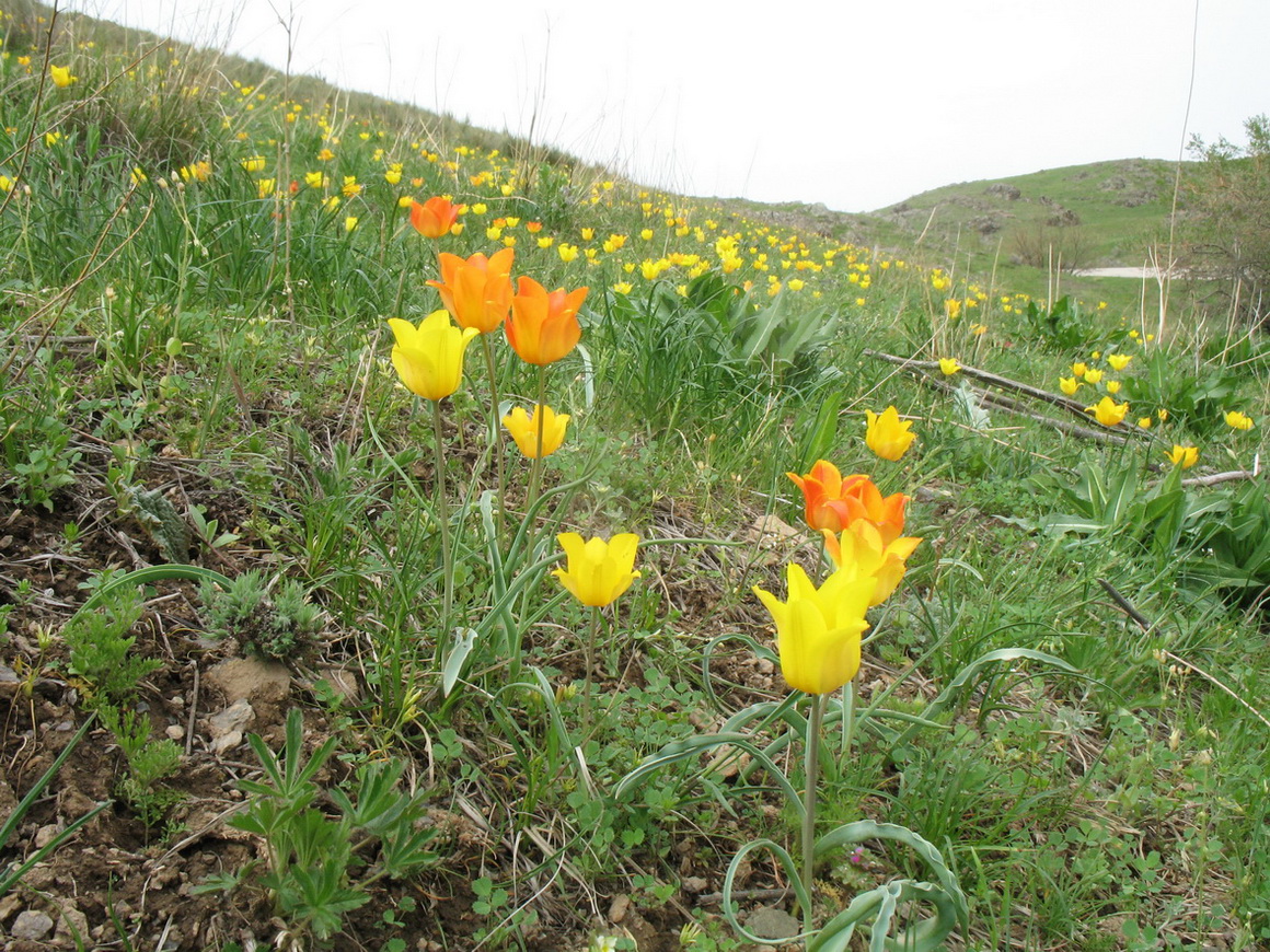 Image of Tulipa ostrowskiana specimen.