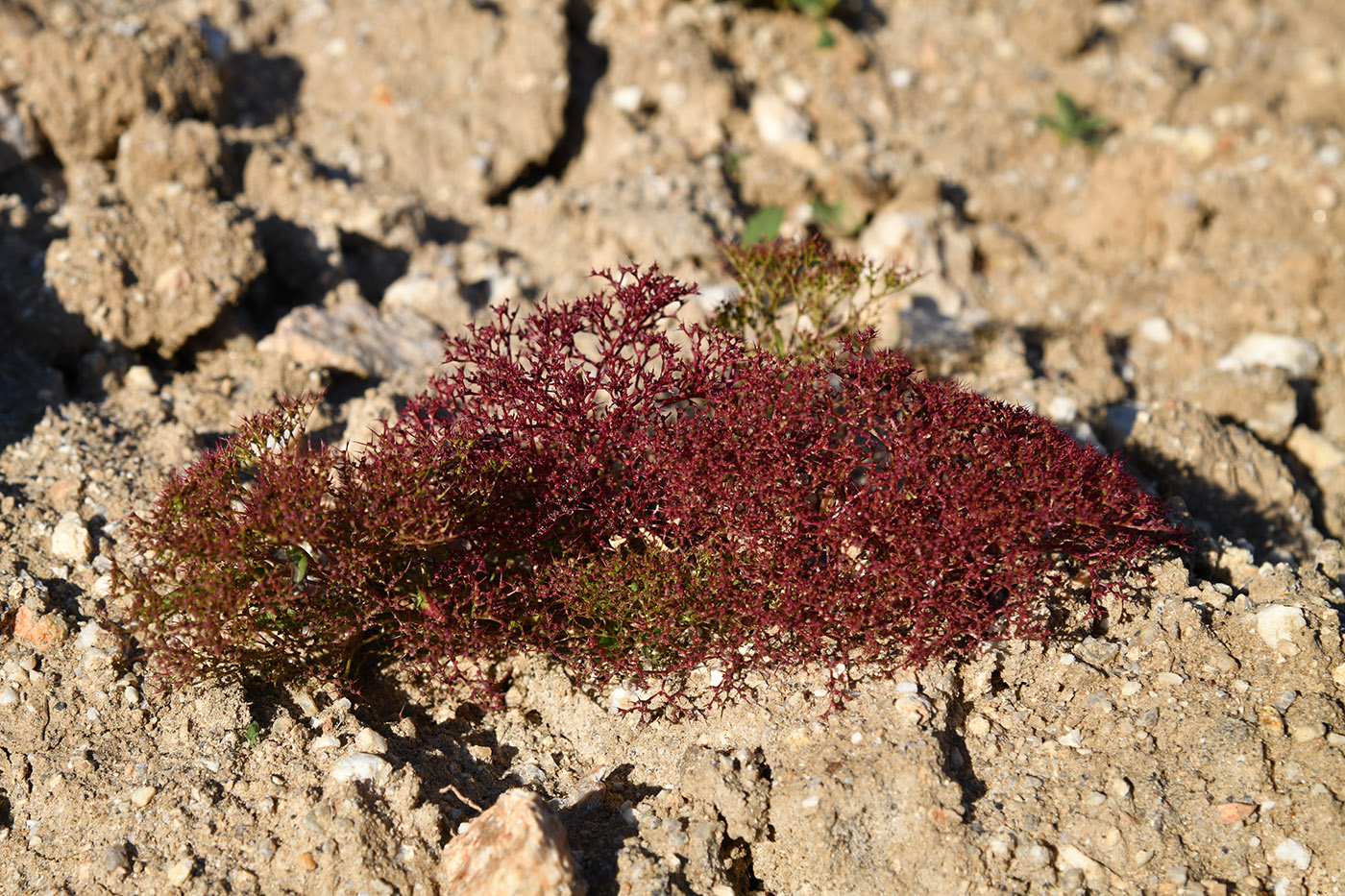 Image of Teloxys aristata specimen.