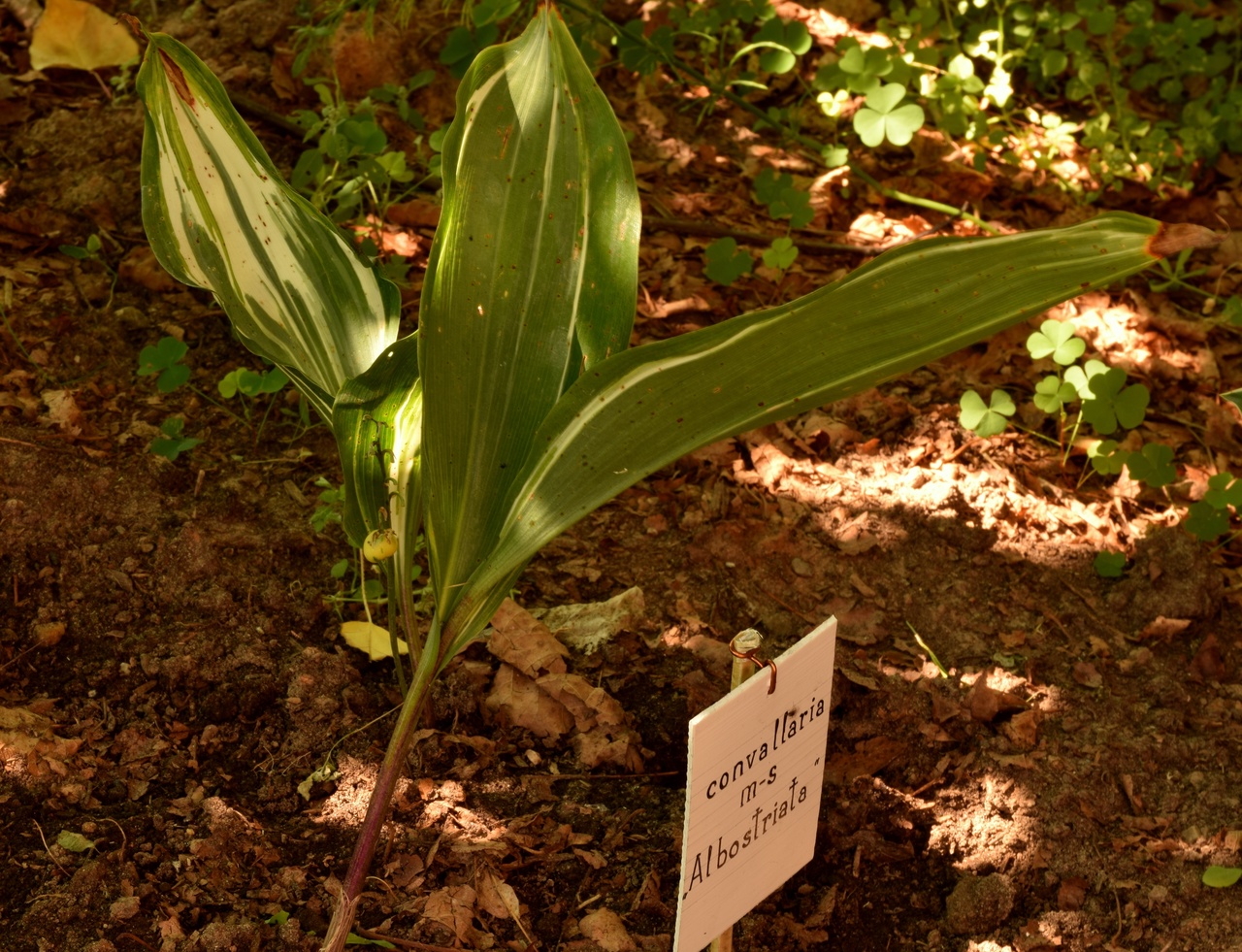 Изображение особи Convallaria majalis.