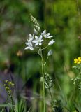 genus Ornithogalum. Соцветие. Армения, обл. Арагацотн, гора Арагац, ущелье р. Аркашен, крепость Амберд, ≈ 2300 м н.у.м., луговой склон. 20.06.2022.