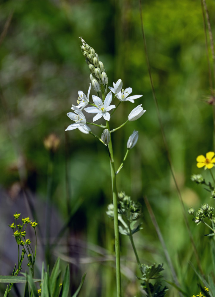 Изображение особи род Ornithogalum.