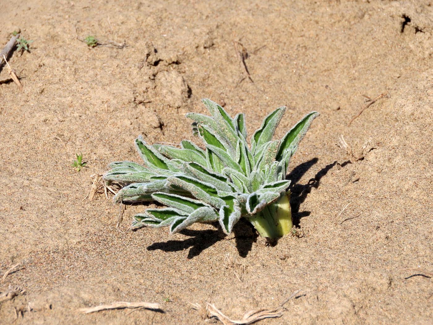 Image of Ferula foetida specimen.