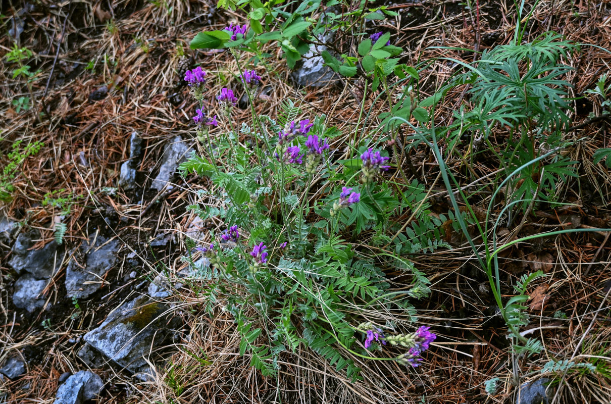 Изображение особи род Oxytropis.