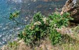 Maackia amurensis. Цветущее и плодоносящее растение. Приморье, Партизанский р-н, мыс Клыкова, обрывистая вершина каменистого склона. 30.07.2021.
