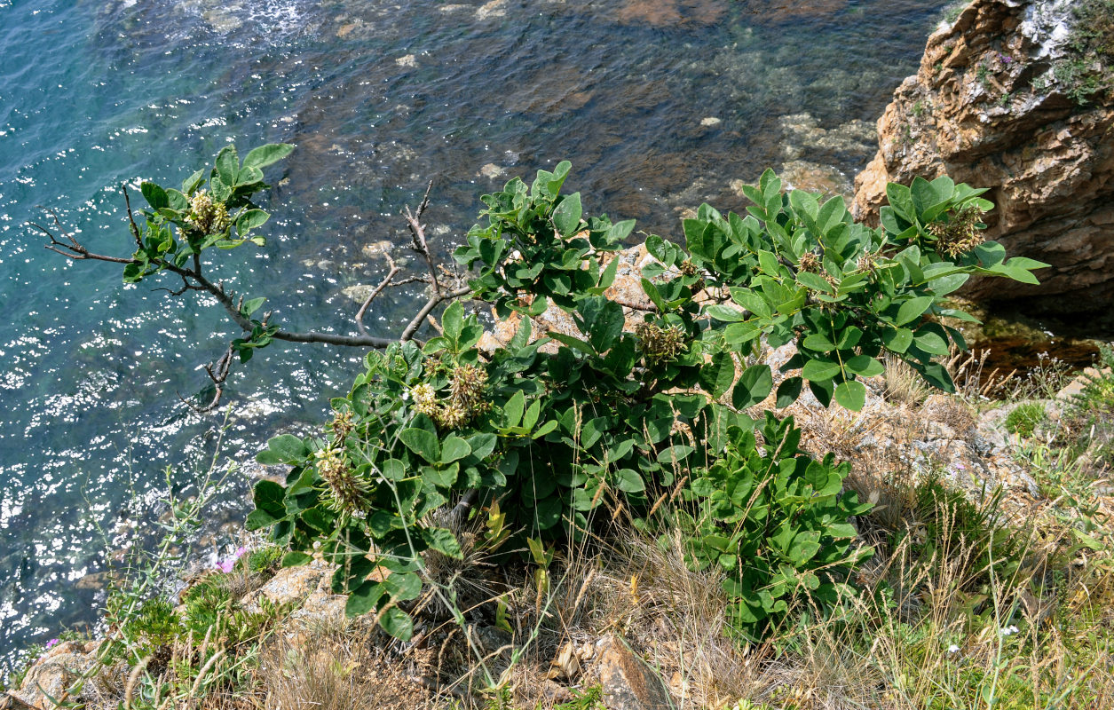 Image of Maackia amurensis specimen.