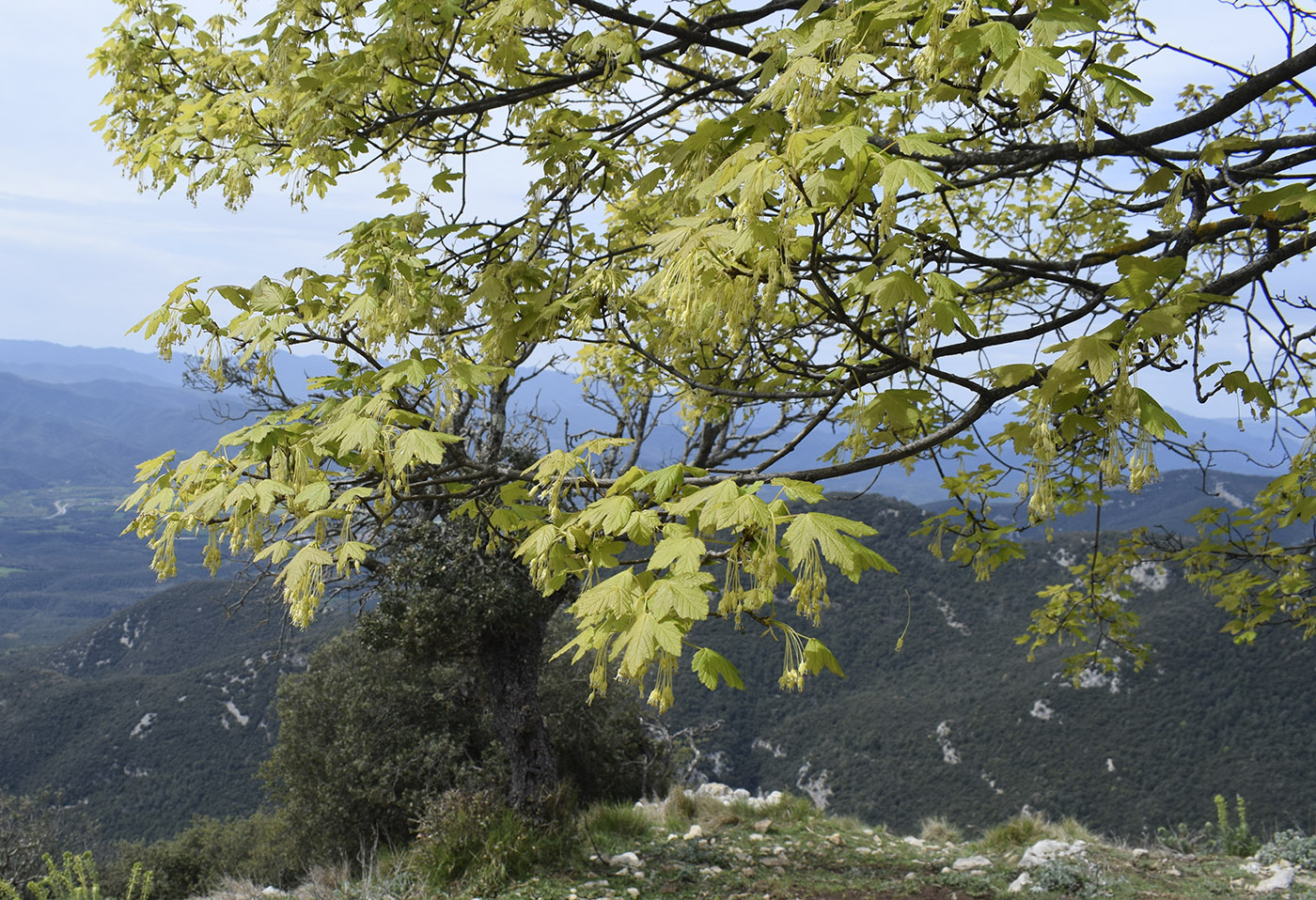 Image of Acer opalus specimen.