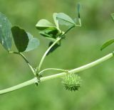 Medicago intertexta subspecies ciliaris. Часть побега с незрелым плодом (диаметр плода - около 12 мм). Республика Кипр, окр. с. Айос Георгиос (Άγιος Γεώργιος), орошаемая залежь. 20.04.2023.