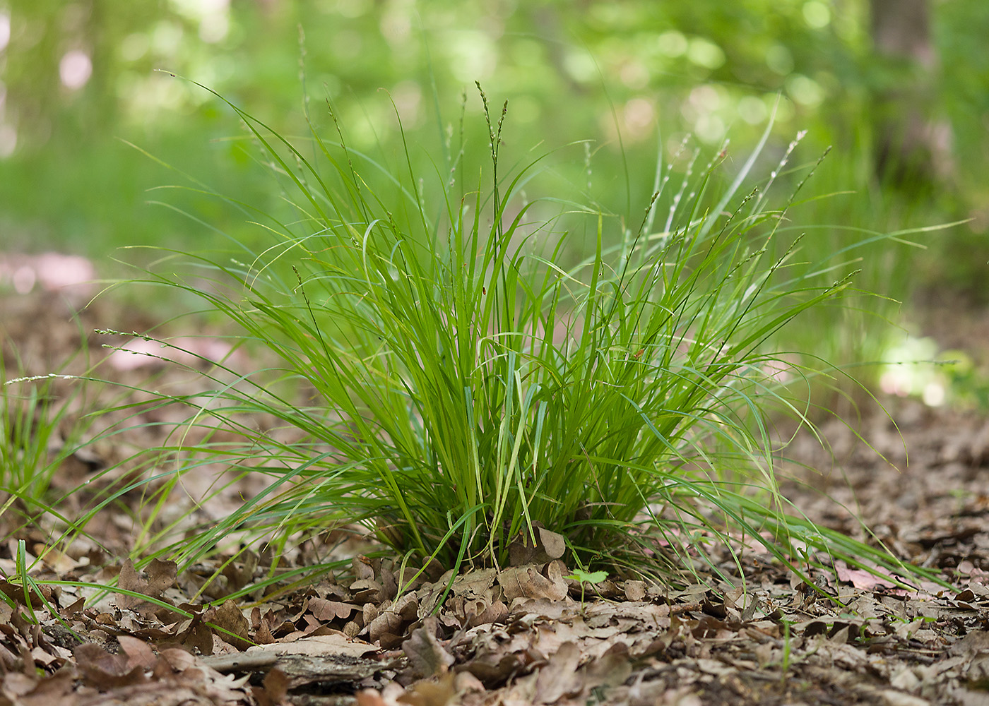 Изображение особи род Carex.