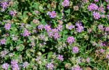 Trifolium tomentosum