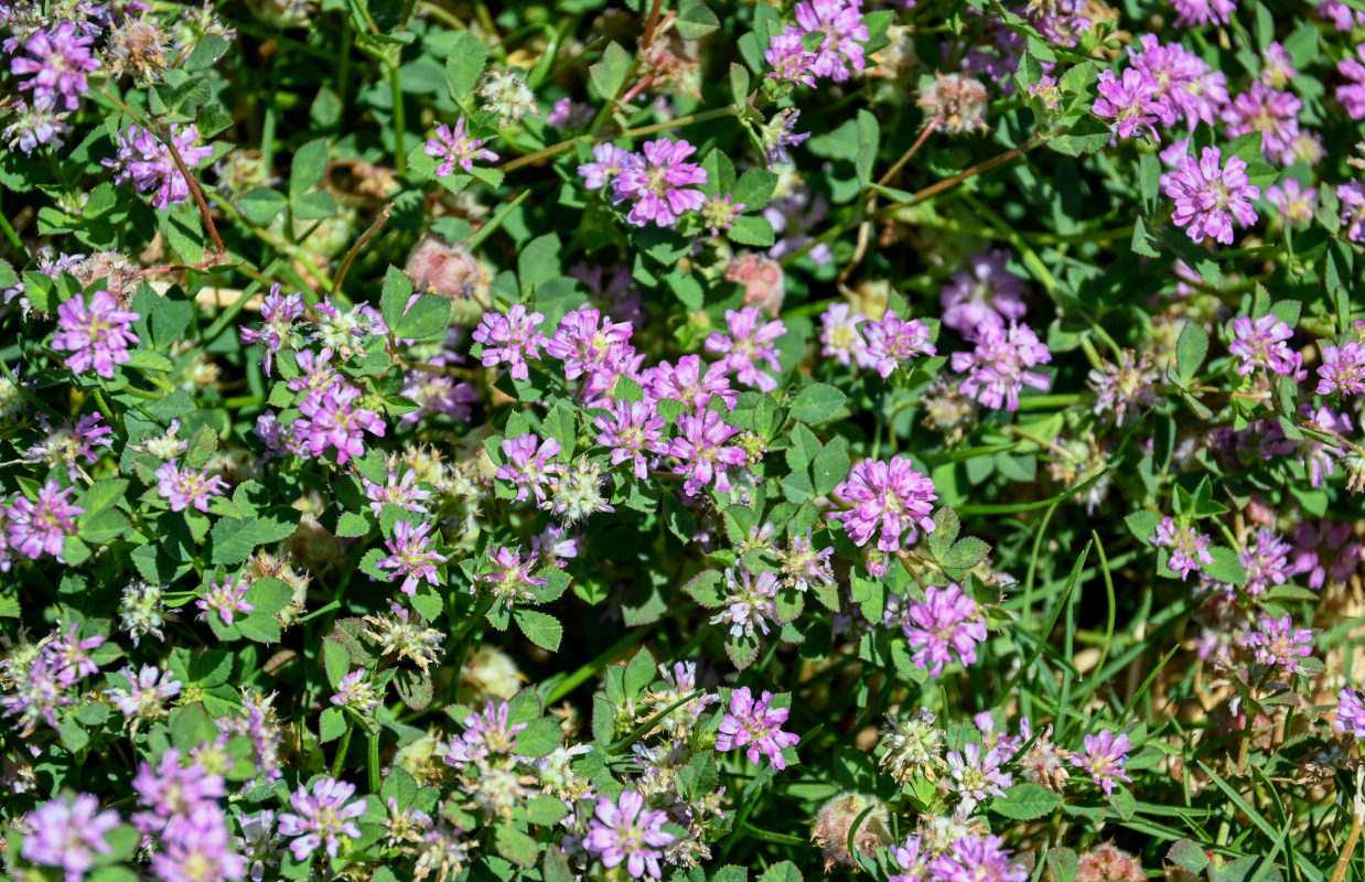 Image of Trifolium tomentosum specimen.