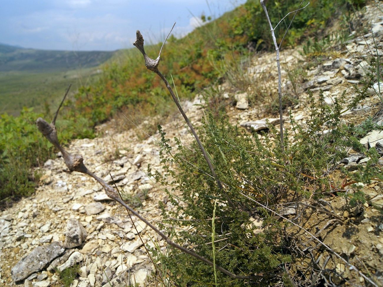 Image of Palimbia rediviva specimen.