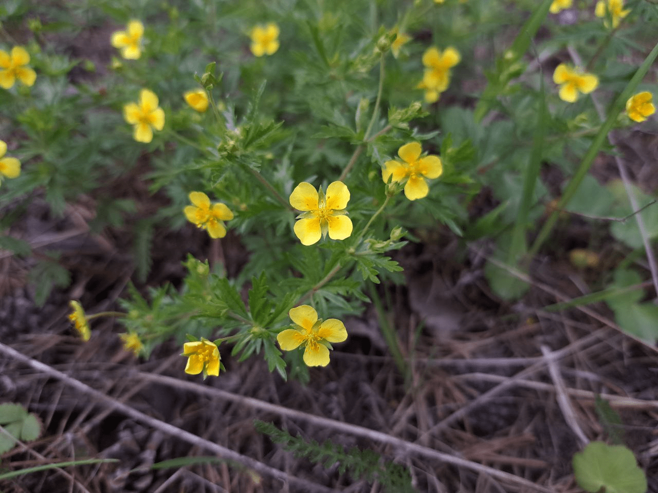 Image of Potentilla erecta specimen.