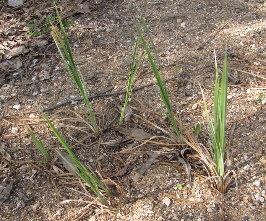 Изображение особи Carex acuta.