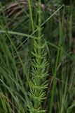 Equisetum fluviatile