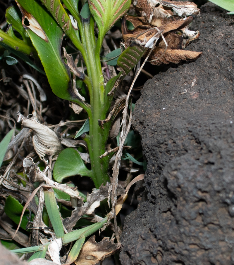 Image of Asplenium decurrens specimen.