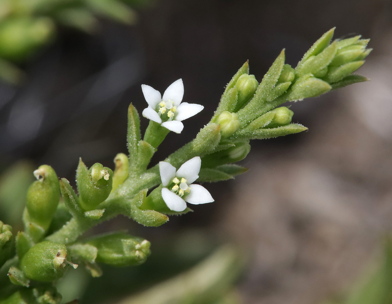 Image of genus Thesium specimen.