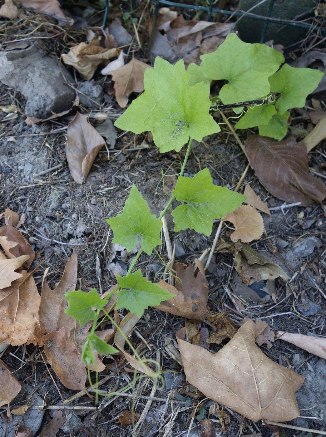 Image of Bryonia alba specimen.