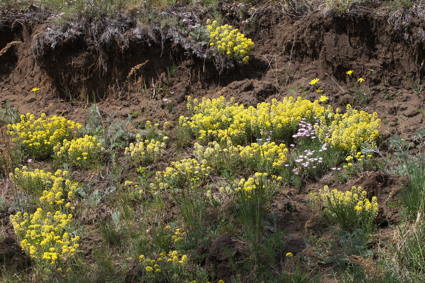 Изображение особи Alyssum lenense.