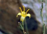 Image of taxon representative. Author is Денис Полевой
