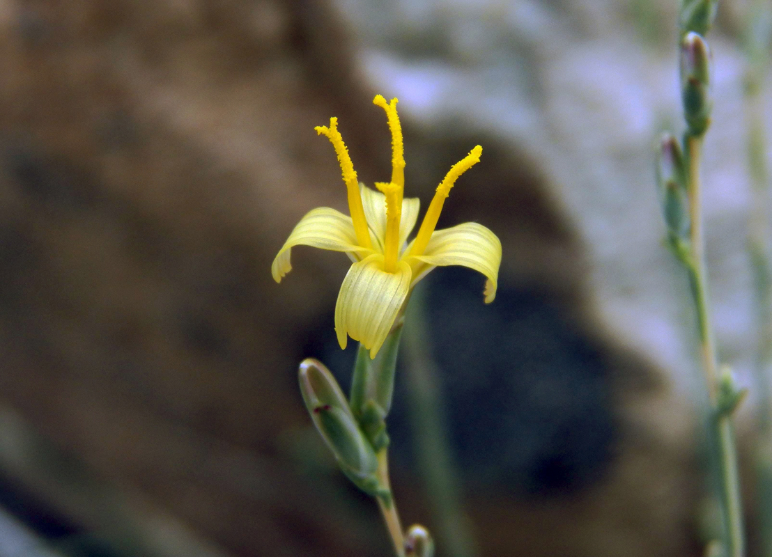 Image of Scariola orientalis specimen.